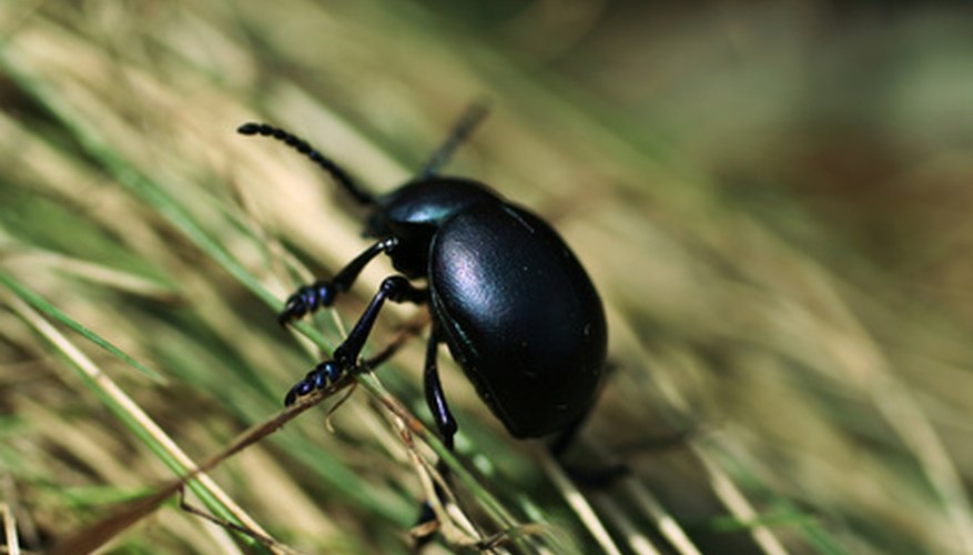 How to Identify a Large Black Beetle Bug in My Lawn | Garden Guides