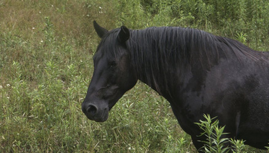 Types of Grass to Plant for Horses | Garden Guides