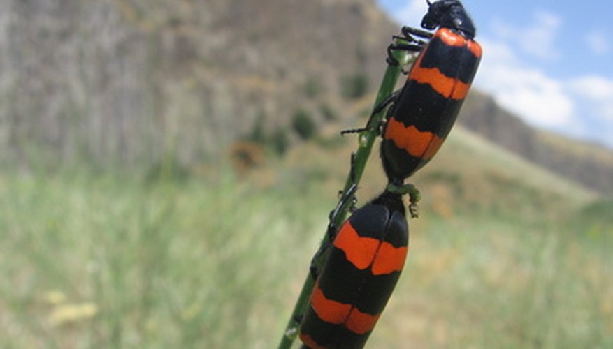 Una amplia variedad de bichos e insectos cubren la Tierra.