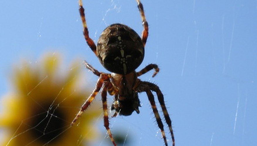 How to Identify Brown Spiders | Sciencing