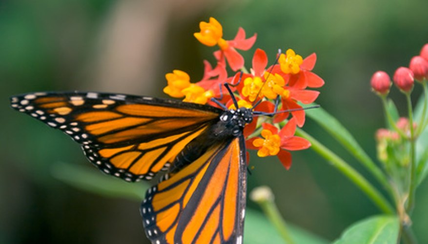 How to Purchase & Care for Milkweed Plants | Garden Guides