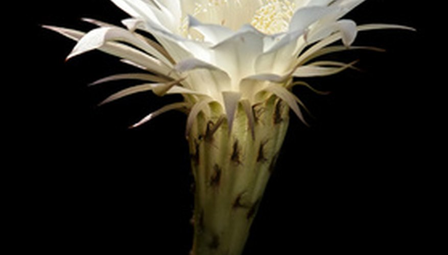 How to Take Care of Night Blooming Cereus Garden Guides