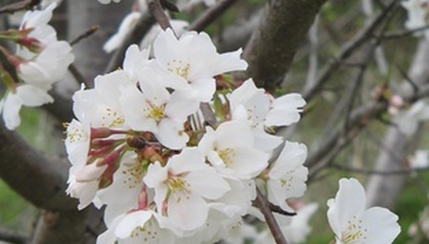 Flowering Trees of Indiana | Garden Guides