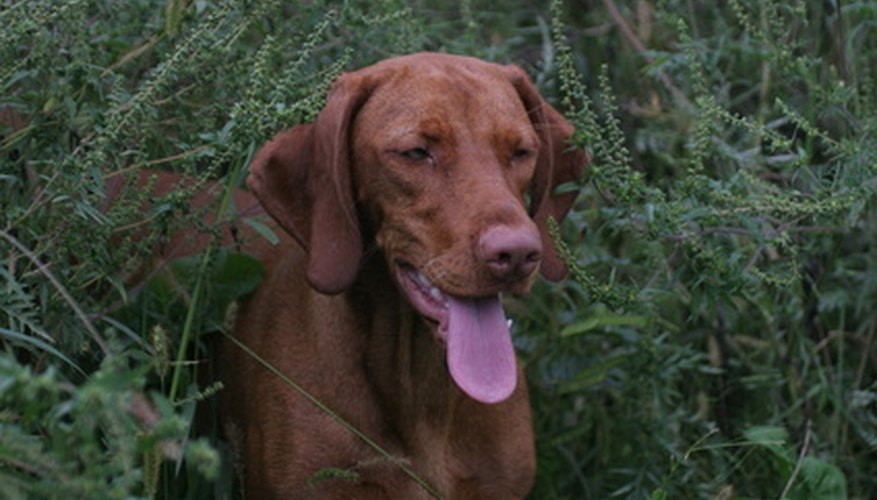Photo Credit: cute brown puppy dog pet vizsla with tongue out image by Paul Retherford from <a href='http://www.fotolia.com'>Fotolia.com</a> Hunting dogs may not stop hunting when they become dangerously hot.