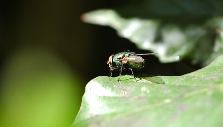 how-to-reduce-flies-in-compost-bin-garden-guides