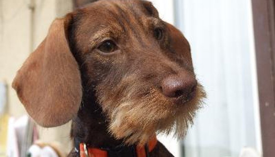 Photo Credit: Bassotto pelo ruvido cioccolato image by Emanuela Frasca from <a href='http://www.fotolia.com'>Fotolia.com</a> This wirehaired dachshund's head, beard and eyebrows have been groomed.