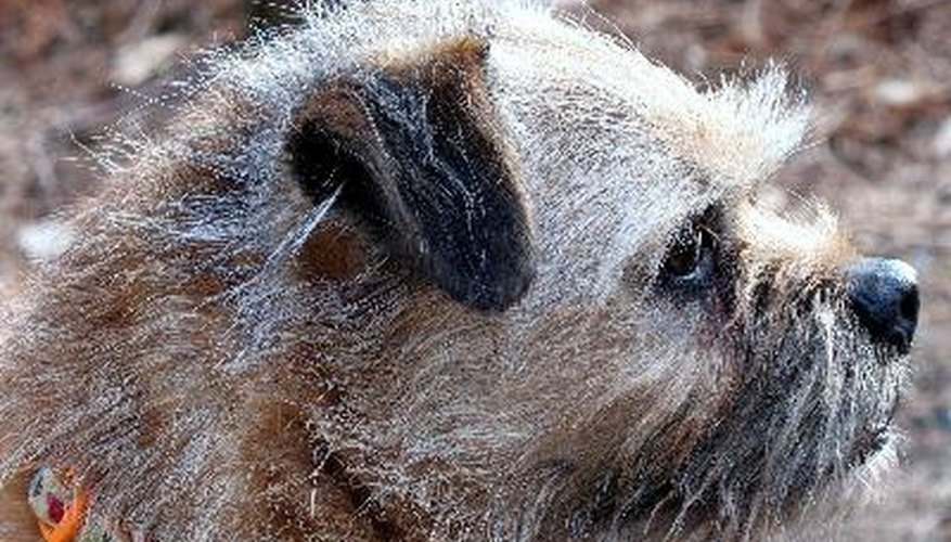 Photo Credit: Border Terrier image by OneToRemember from <a href='http://www.fotolia.com'>Fotolia.com</a> The head of a border terrier is described in the breed standard as having an otter-like appearance.