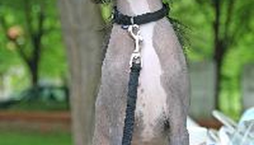 Photo Credit: chinese dog image by asiana from <a href='http://www.fotolia.com'>Fotolia.com</a> Your Chinese crested can become sunburned.