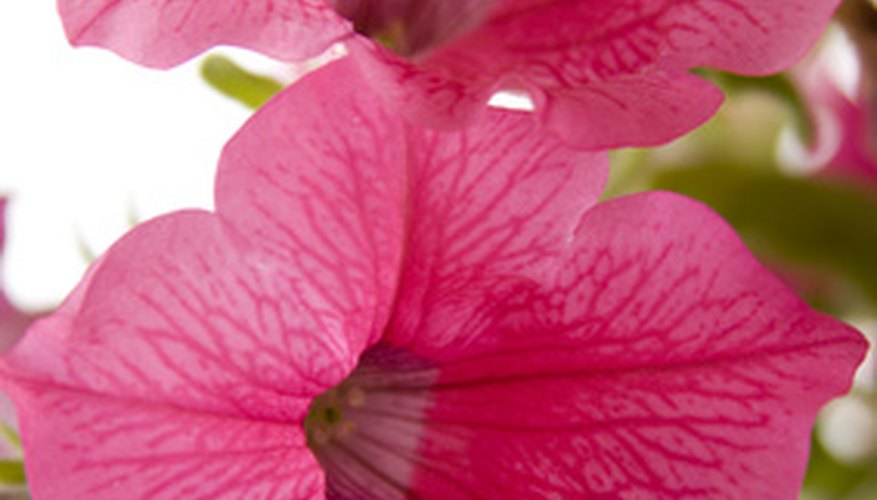 petunias bugs rid plants aphids disease