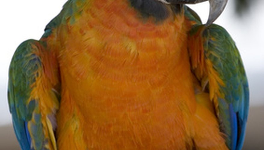 La familia de los loros es un grupo de aves coloridas, con más de 300 especies diferentes.