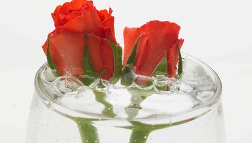 How to Revive Roses Garden Guides