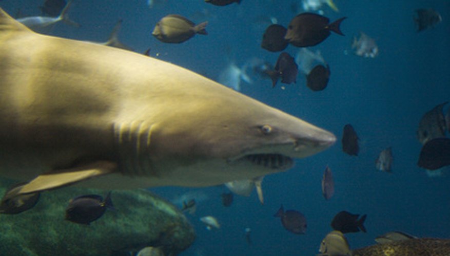 Examples of Marine Food Chains Biology Diagrams