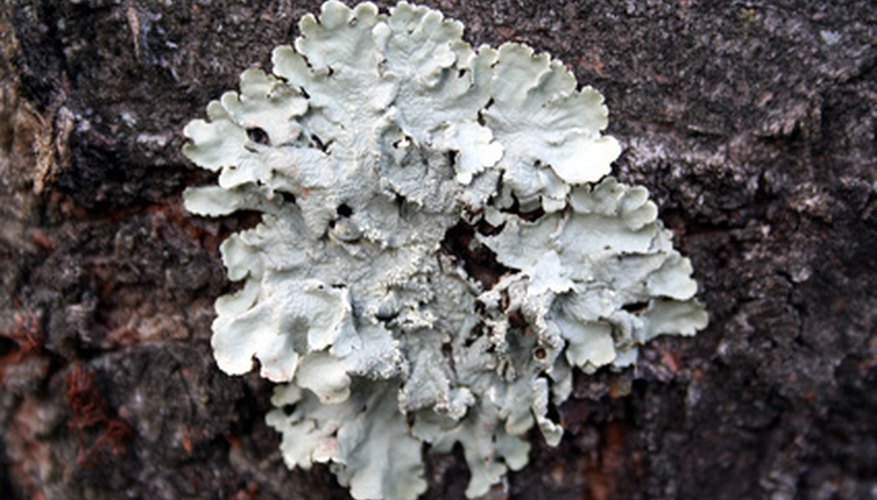 Lichens That Grow on Pine Trees | Garden Guides