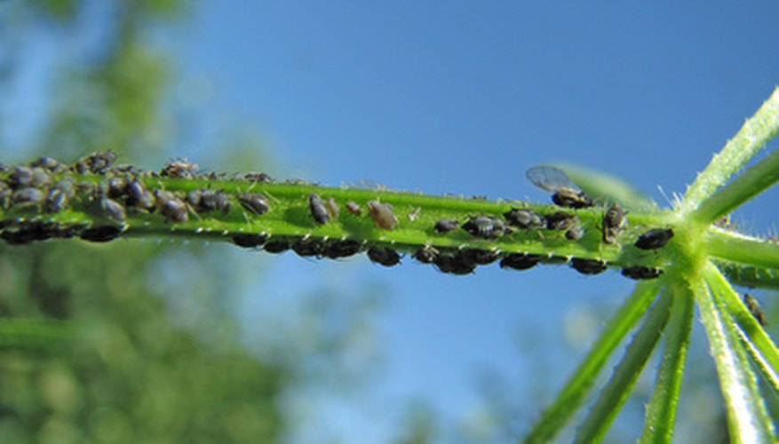 Aphids in a Vegetable Garden | Garden Guides