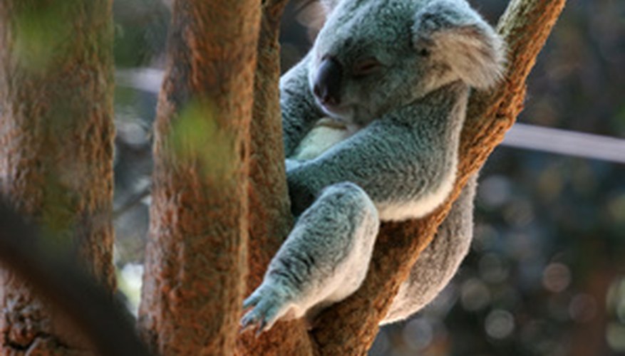El oso koala es un miembro de la clase taxonómica infra-Marsupialia.