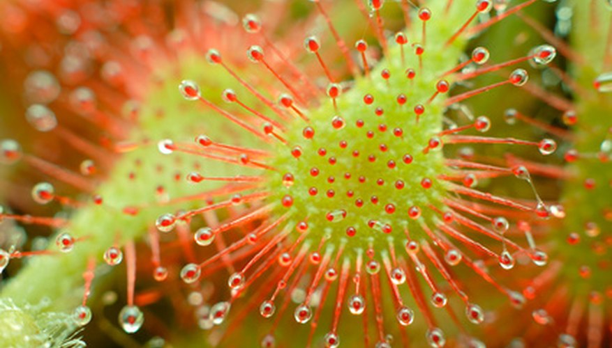 can-you-grow-sundews-indoors-carnivorous-plants-tips