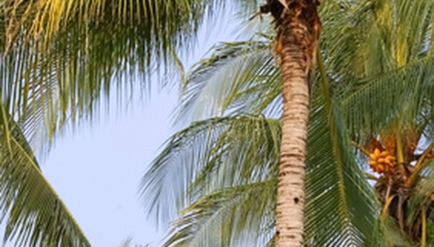 How Long Do Palm Trees Live? Garden Guides