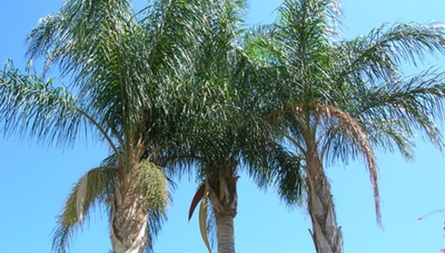 how-to-tell-if-a-queen-palm-is-dead-garden-guides