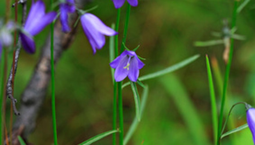 Which Perennial Flowers are Native to Iowa? | Garden Guides