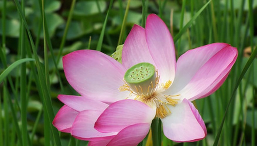 Lotus Plant Information Garden Guides