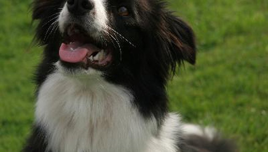 Photo Credit: border collie3 image by Cliff Lloyd from <a href='http://www.fotolia.com'>Fotolia.com</a> Border collies pay attention to more than just what you say.