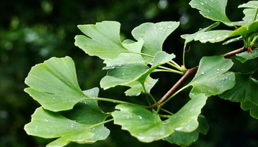 Life Cycle of Ginkgophyta | Garden Guides