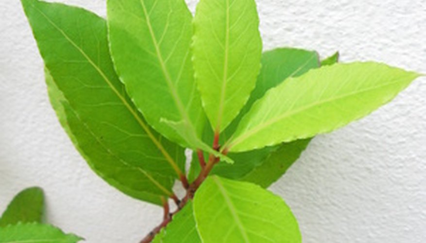 How to Care for a Bay Leaf Plant Garden Guides