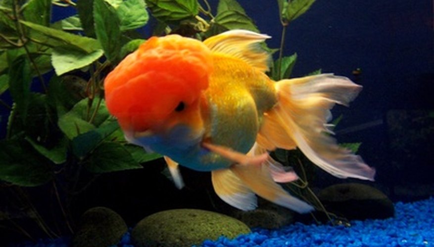 Decorate your fish tank with your brick. Decorate your fish tank with your brick.