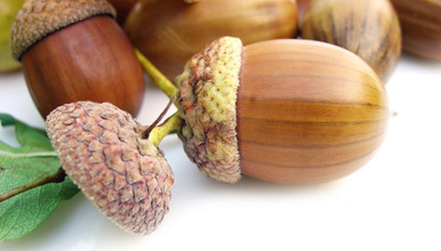 How to Plant Acorns to Grow Oak Trees | Garden Guides