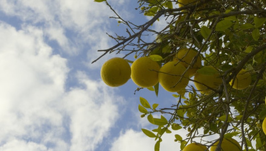 Varieties of Grapefruit Trees | Garden Guides