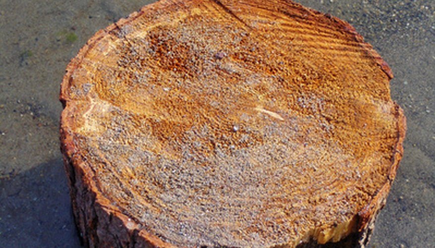 Deja que el tronco se seque directamente al sol antes de usarlo para hacer un proyecto en madera.
