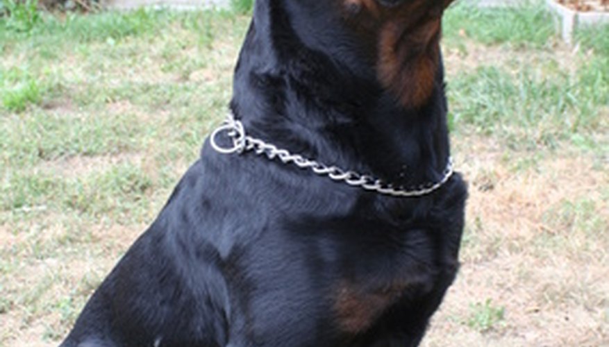 Photo Credit: rottweiler image by choucashoot from <a href='http://www.fotolia.com'>Fotolia.com</a> Descended from 19th century German herding and cart-pulling dogs, the powerful, handsome Rottweiler found new popularity in the late 20th century.
