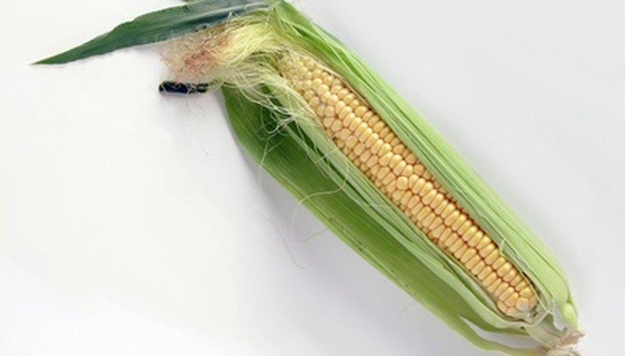 Is a Corn Kernel Seed a Dicot or Monocot?