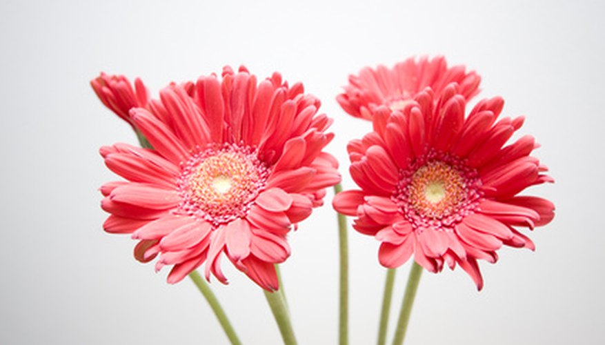Elige flores locales para reducir los costos de la boda.