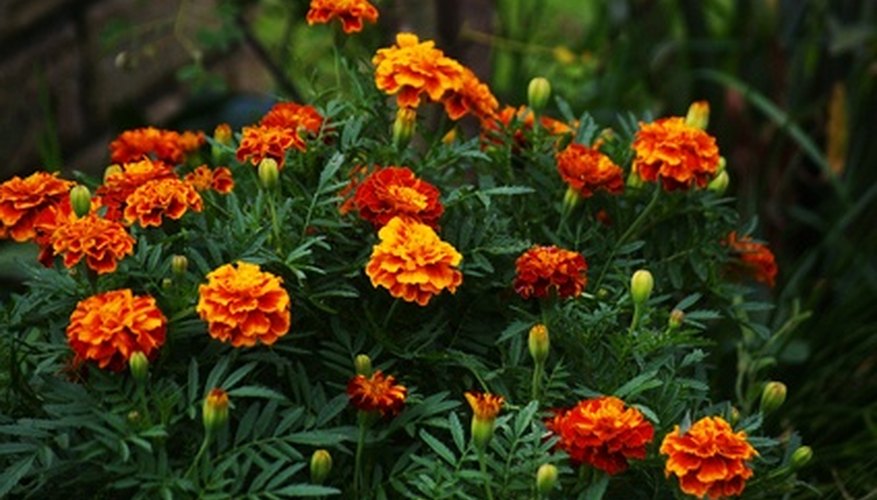 Marigolds | Garden Guides