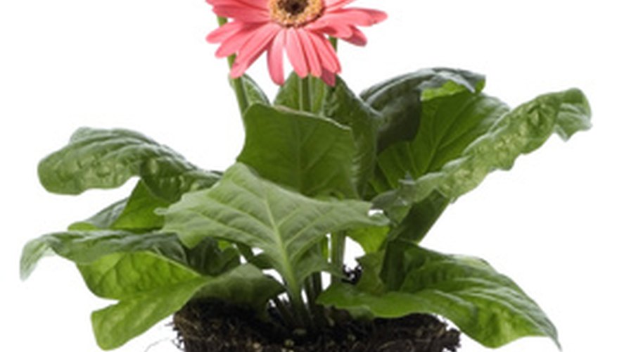 Potted Gerber Daisy Garden Guides