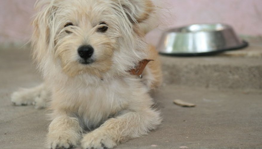 Photo Credit: A Lhasa Apso dog image by Florussel Sathya from <a href='http://www.fotolia.com'>Fotolia.com</a> Children can take an active role in a dog's food preparation and cleanup.
