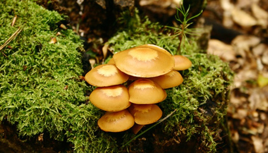 On What Basis Fungi Are Classified Class 11