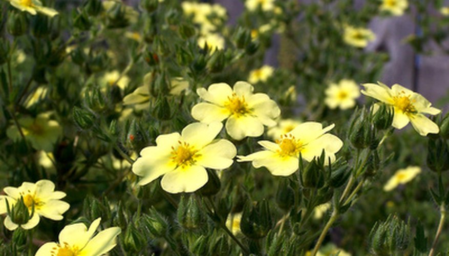 Shrubs for Colorado | Garden Guides