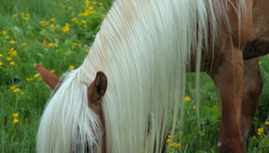 Los caballos se desarrollaron para pastar en la hierba casi constantemente.