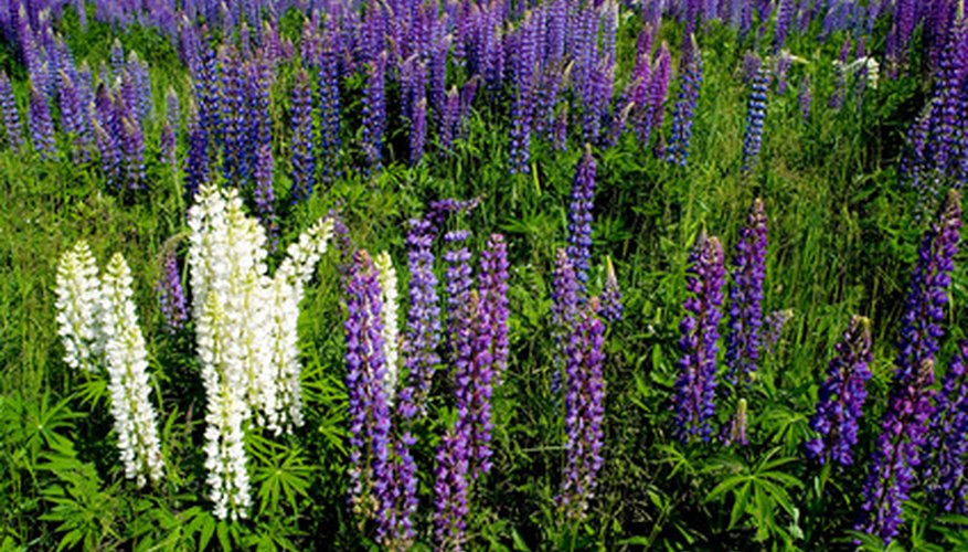 Lupine Toxicity | Garden Guides