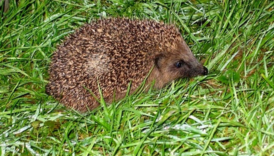 Photo Credit: hedgehog image by Edsweb from <a href='http://www.fotolia.com'>Fotolia.com</a> Each hedgehog patrols its home range in search of insects.
