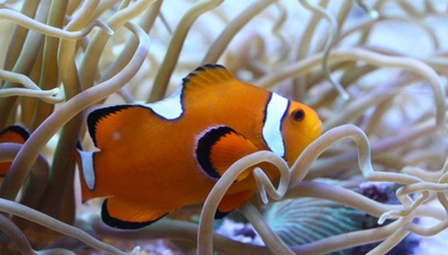 Photo Credit: Striped Clownfish image by Lucid_Exposure from <a href='http://www.fotolia.com'>Fotolia.com</a> Clownfish share tropical waters with much larger creatures, like the bottlenose dolphin.