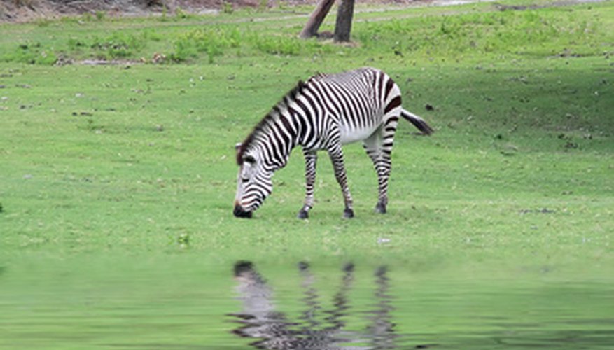 Photo Credit: zebra image by FotoWorx from <a href='http://www.fotolia.com'>Fotolia.com</a> A zebra grazing on plant life, an example of a central aspect of ecosystem makeup