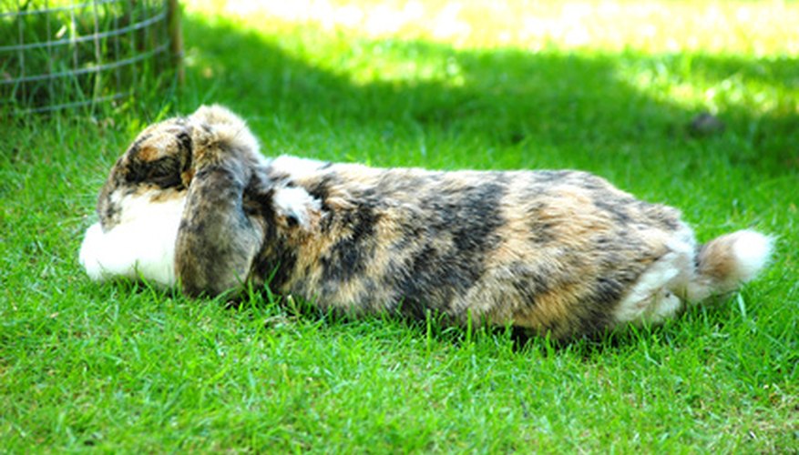 How To Keep Rabbits Out Of The Garden Yard Garden Guides