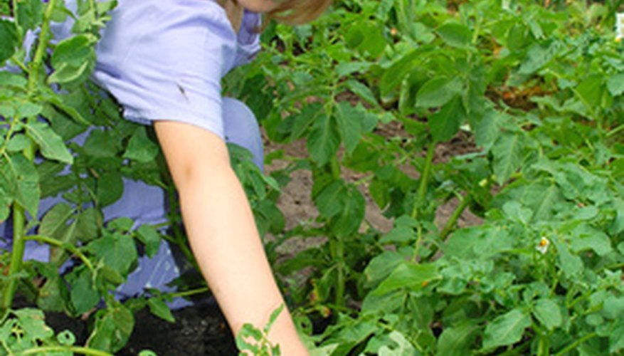 Vegetable Leaf Identification | Garden Guides