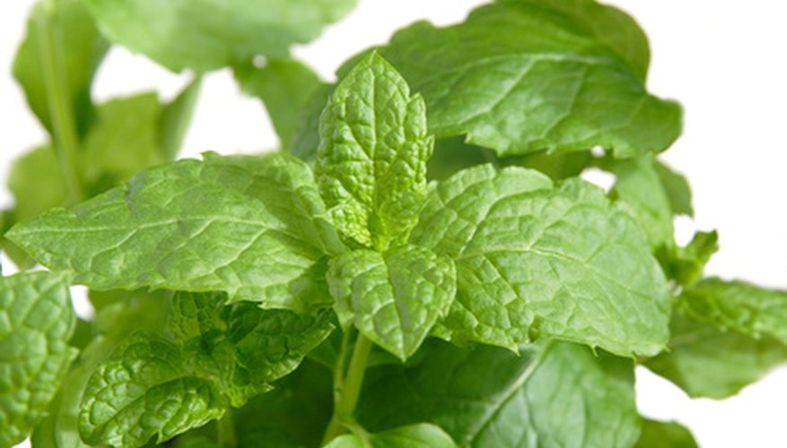 Difference Between a Spearmint Plant and a Peppermint Plant | Garden Guides