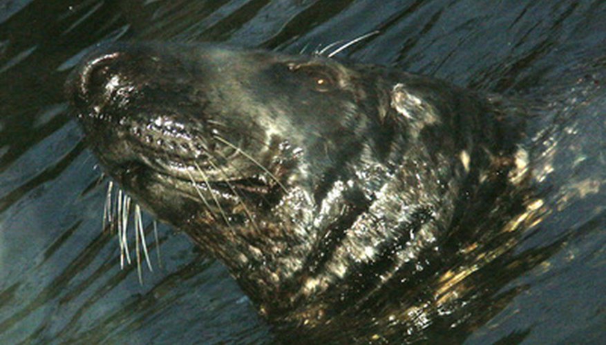Las focas viven tanto en los mares polares como en los tropicales.