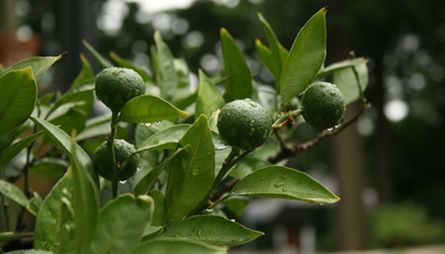 How to Grow a Key Lime Tree in a Container | Garden Guides