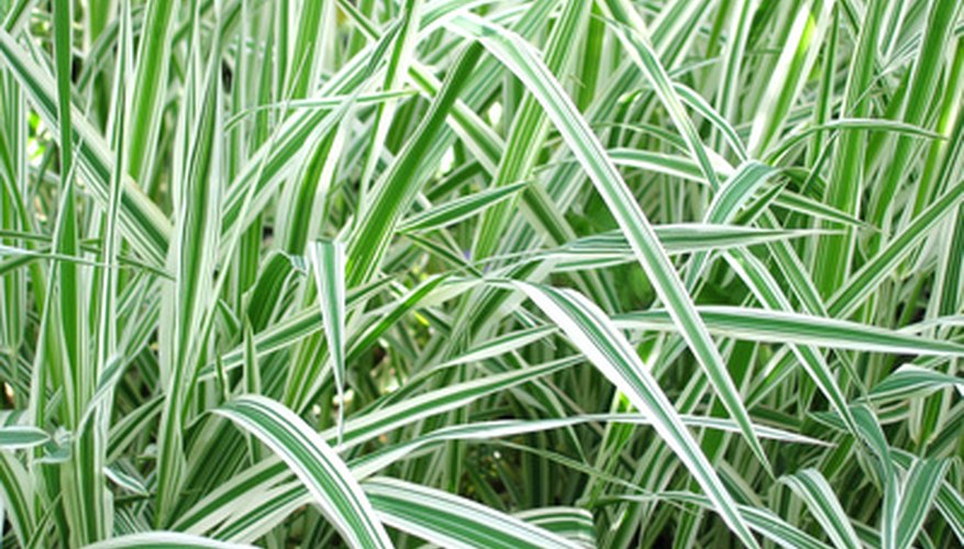 Tall Shade Ornamental Grasses | Garden Guides